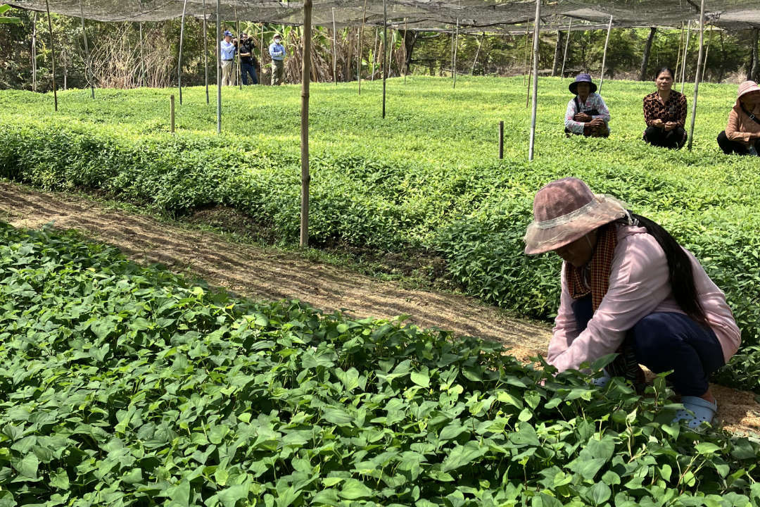 New Report Urges Continued Action as Cambodia Rises to Challenge of Global Energy Disruptions