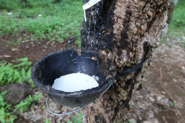 Nearly 260,000 Tonnes of Rubber Latex Exported in Ten Months
