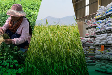 Building Cambodia's Agricultural Resilience: Strengthening Domestic Value Chains and Support for Smallholder Farmers