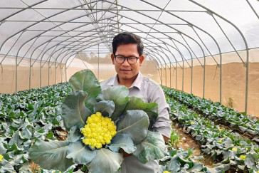 Modern Farming Community in Cambodia's Takeo Province Achieves Scale With Cauliflower Production