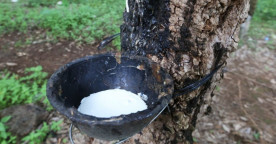 Nearly 260,000 Tonnes of Rubber Latex Exported in Ten Months