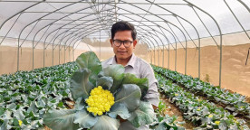 Modern Farming Community in Cambodia's Takeo Province Achieves Scale With Cauliflower Production