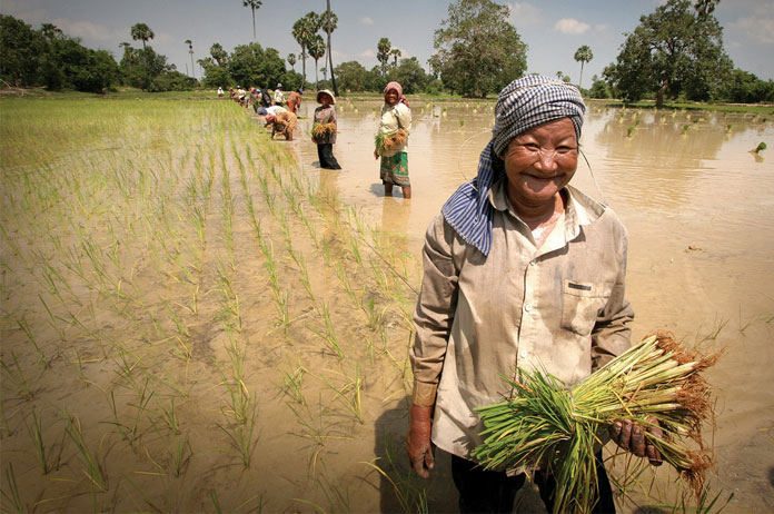 Cambodia, agriculture, rice, exports
