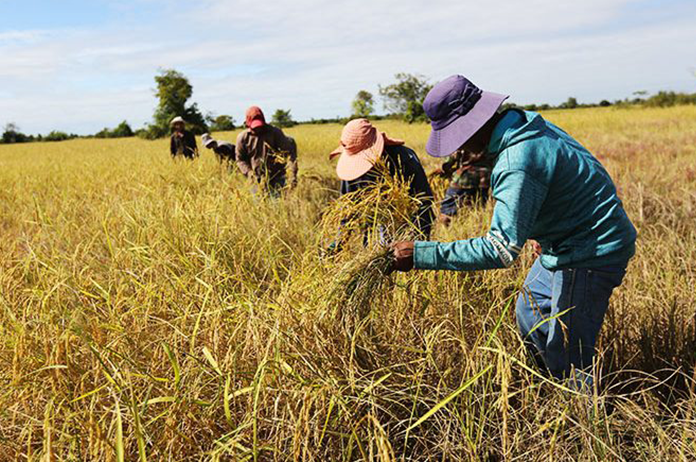 Cambodia Agri-Exports 2020