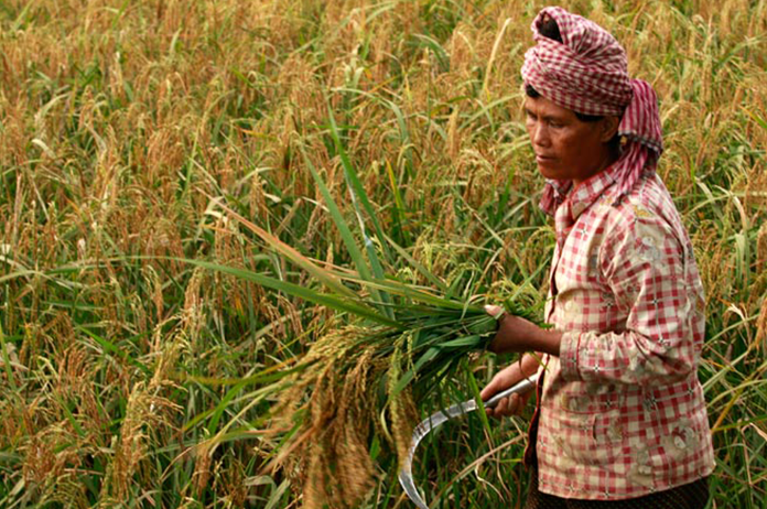 Rice Cambdodia Exports